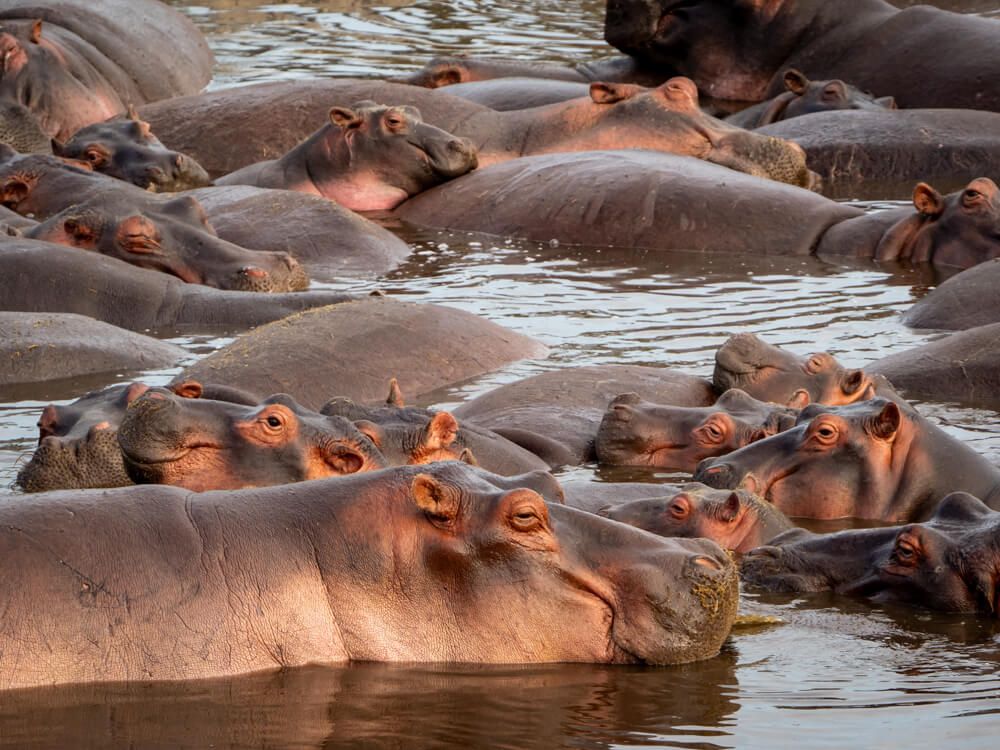 Hippo pool packed tight in August on a migration safari